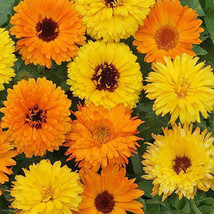 100 Seeds Calendula Officinalis Pacific Beauty Mix Fresh Seeds - £19.38 GBP