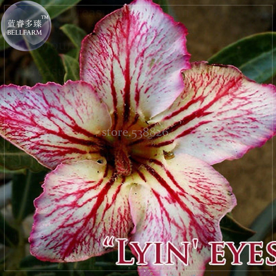 Lyin Eyes Colorful Adenium Desert Rose 2 Seeds Pack Big Headed Deep Red Yellow P
