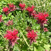 Scarlet Bee Balm Bergamot Seeds Monarda Didyma 30 Seeds Usa Fast Shipping - £24.52 GBP