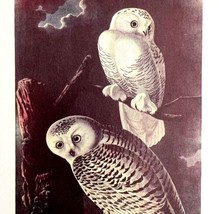 Snowy Owl Bird Lithograph 1950 Audubon Antique Art Print DWP6B - $34.99
