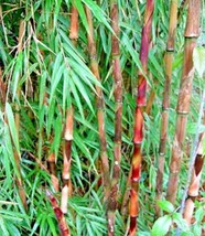 10 Chusquea Bamboo Seeds New Fresh Garden - $12.30