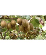 100+ Golden Kiwi Seeds: FAST GROWING EDIBLE FRUIT VINE (Actinidia chinen... - $3.95