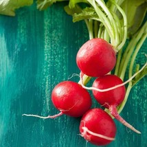 Berynita Store 300 Champion Radish Seeds Non-Gmo Heirloom - £8.75 GBP