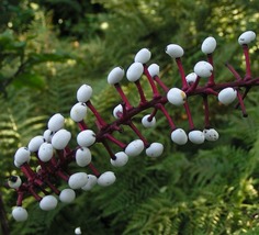 Doll&#39;s Eyes 50 Seeds for Planting | White Baneberry Actaea alba Seeds - $17.00