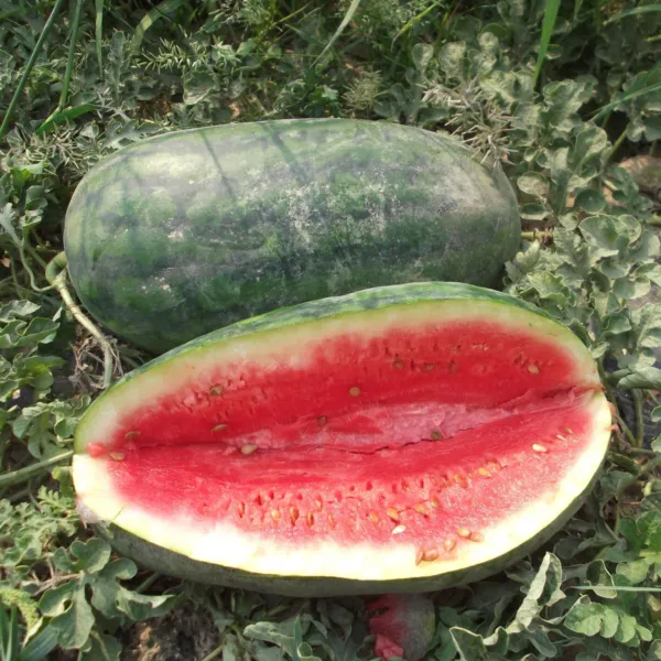 Fresh 25 Congo Watermelon Seeds Non - Gmo Harvest - £5.37 GBP