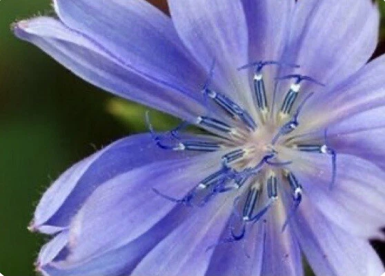 600 Plus Chicory-Italian Dandelion-Non GMO-Open Pollinated. - $4.60