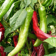 VP 25 Seeds Numex Heritage 6-4 Pepper Garden Vegetables Planting Edible ... - $4.53