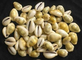 21 PC YELLOW LAKSHMI KAURI COWRIE Peeli Kodi Kaudi Kauri Puja Goddess Laxmi - £11.95 GBP