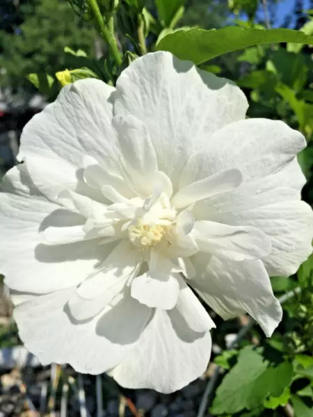 25 White Chiffon Rose Of Sharon Seeds Hibiscus Syriacus Notwoodtwo Fresh Seeds - £11.41 GBP