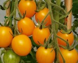 10 Seeds Gold Nugget Cherry Tomato Seeds Organic Heirloom Non Gmo Supers... - $8.99