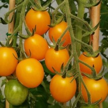 10 Seeds Gold Nugget Cherry Tomato Seeds Organic Heirloom Non Gmo Supersweet Fas - £7.07 GBP