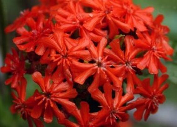 GIB Maltese Cross 100 Fresh Seeds  - $2.00