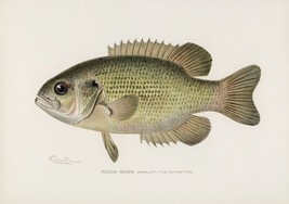 11787.Decor Poster.Room home Wall design art.Fish.Roc Bass.Ichthyology.Fisherman - £12.74 GBP+