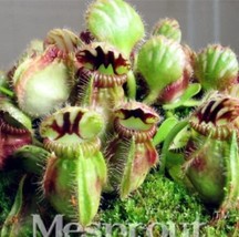  New Potted blue Cephalotus follicularis 100+ Seeds - $7.00