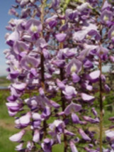 Wisteria floribunda Royal Purple 6 inches tall RARE ITEM - £27.33 GBP