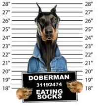 dogs t shirts cool doberman eating socks t-shirt mens t-shirts dogs mugs... - $14.99