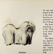 Maltese 1939 Dog Toy Breed Art Ole Larsen Color Plate Print Antique PCBG17 - £23.94 GBP