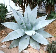 BStore 50 Seeds Store Agave Guiengola Garden Creme Brulee Exotic Succulent Plant - £26.56 GBP