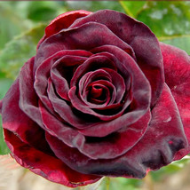 Black Baccara Rose Seeds 10 Count~Unique~~Germination IncludedFrom US - $8.35