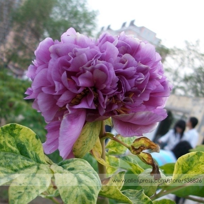 Fresh Seeds Strong Fragrant Purple Peony Tree Queen Flower Seeds Pack 5 ... - $13.28