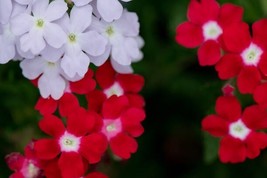 50 MOSS VERBENA SEED MIX NON GMO HEIRLOOM - $2.43