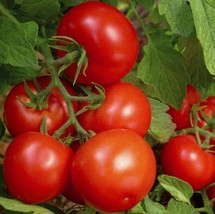 SR12Store Bonny Best Tomato Seeds 20 Indeterminate Garden Vegetables Sauce US Pr - £6.82 GBP