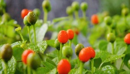 80 + seeds  Premium Chile Pequin Bird Eye Hot Pepper + seeds  From US - $9.98