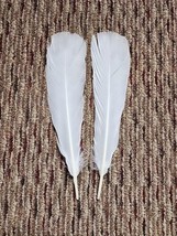 P17 Pr New Holland White Turkey Tail Feather - £10.87 GBP