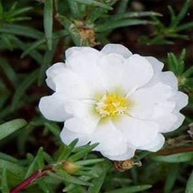 SEPTH Moss Rose- Portulaca- White- 200 Seeds - - BOGO 50% off SALE - £4.97 GBP