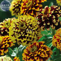 BELLFARM Zinnia Haageana Jazzy Mixed Flower Seeds, 100 seeds, professional pack, - £3.34 GBP