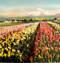 Tulip Fields Washington State Mt Baker Bellingham Postcard c1930-40s PCBG8C - $19.99