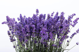 LWSTORE 300 Italian Lavender Lavandula Angustifolia Blue Purple Flower Herb Seed - $10.77