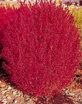 LWSTORE Burning Bush Seeds Flowering Bush Seeds Bright Foliage Plant50Ct USPS Sh - $8.42