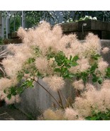 1 Young Lady Pink Smoke Bush Cotinus Starter Plant 4M 1 Live Plant Garde... - $39.98