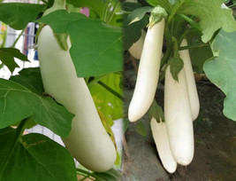 25 Brinjal white long Seeds, Eggplant Seeds, Baingan Seeds, Non Gmo, - £3.19 GBP