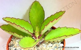 BRYOPHYLLUM PINNATUM kalanchoe pinnata miracle leaf succulent 4&quot; pot plant - £13.44 GBP
