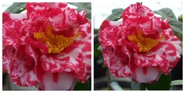 Miss Charleston Variegated Camellia Japonica Live Starter Plant - £38.60 GBP