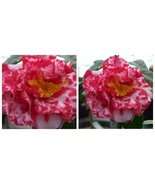 Miss Charleston Variegated Camellia Japonica Live Starter Plant - $47.99