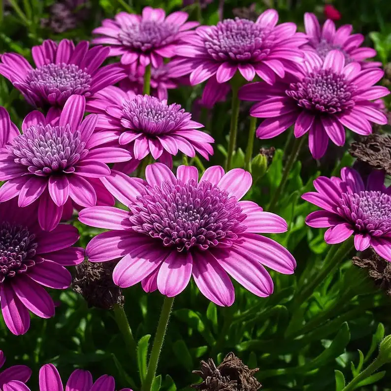50 Double Purple 3D Cape Daisy Seeds, Pollinator Friendly, Perennial Color - $12.99