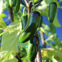KKG Jalapeno Medium Hot Fresh Garden - $7.89