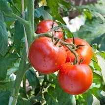 Floradade Tomato Seeds Nongmo 50 Seedsfast From US  - $8.35