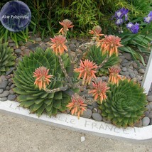 Aloe Polyphyll 1 Seed Spiral Aloe Succulent Garden Fresh - £13.57 GBP