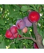 2 Red June Plum Trees 12-18 Inches Live Plant US Fast Shipping - $1,427.04 MXN