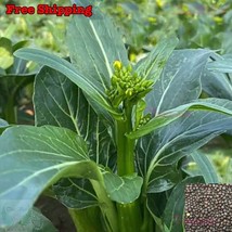 Gloriosa Daisy Seeds Black Eyed Susan Rudbeckia Hirta Flower Seeds - $8.67