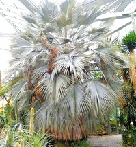 15 Blue Hesper Palm Seeds Brahea Armata USA SELLER Fast Shipping - $11.80