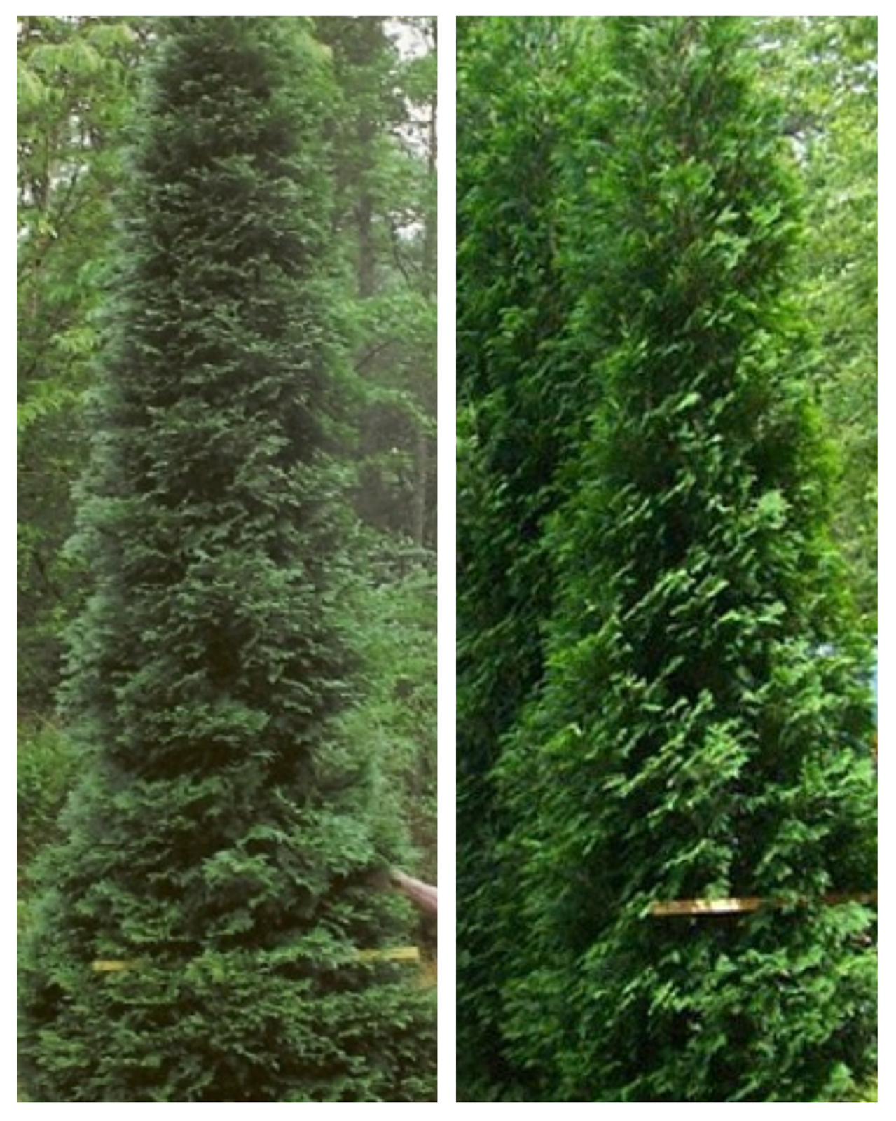 Full Speed A Hedge American Pillar Arborvitae - Thuja occidentalis - 4" Pot - $44.99
