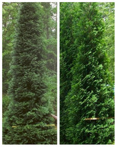 Full Speed A Hedge American Pillar Arborvitae - Thuja occidentalis - 4&quot; Pot - £36.07 GBP