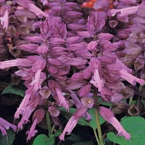 50 Salvia Seeds Vista Lavender Flower Seeds Garden Starts Nursery - £8.98 GBP