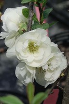 O Yashima Double Flowering White Quince - 2.5 Gallon Pot - $180.00