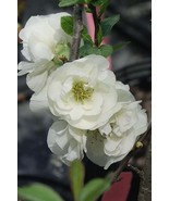 O Yashima Double Flowering White Quince - 2.5 Gallon Pot - £141.54 GBP